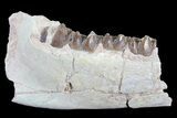 Hyracodon (Running Rhino) Jaw Section - South Dakota #81567-1
